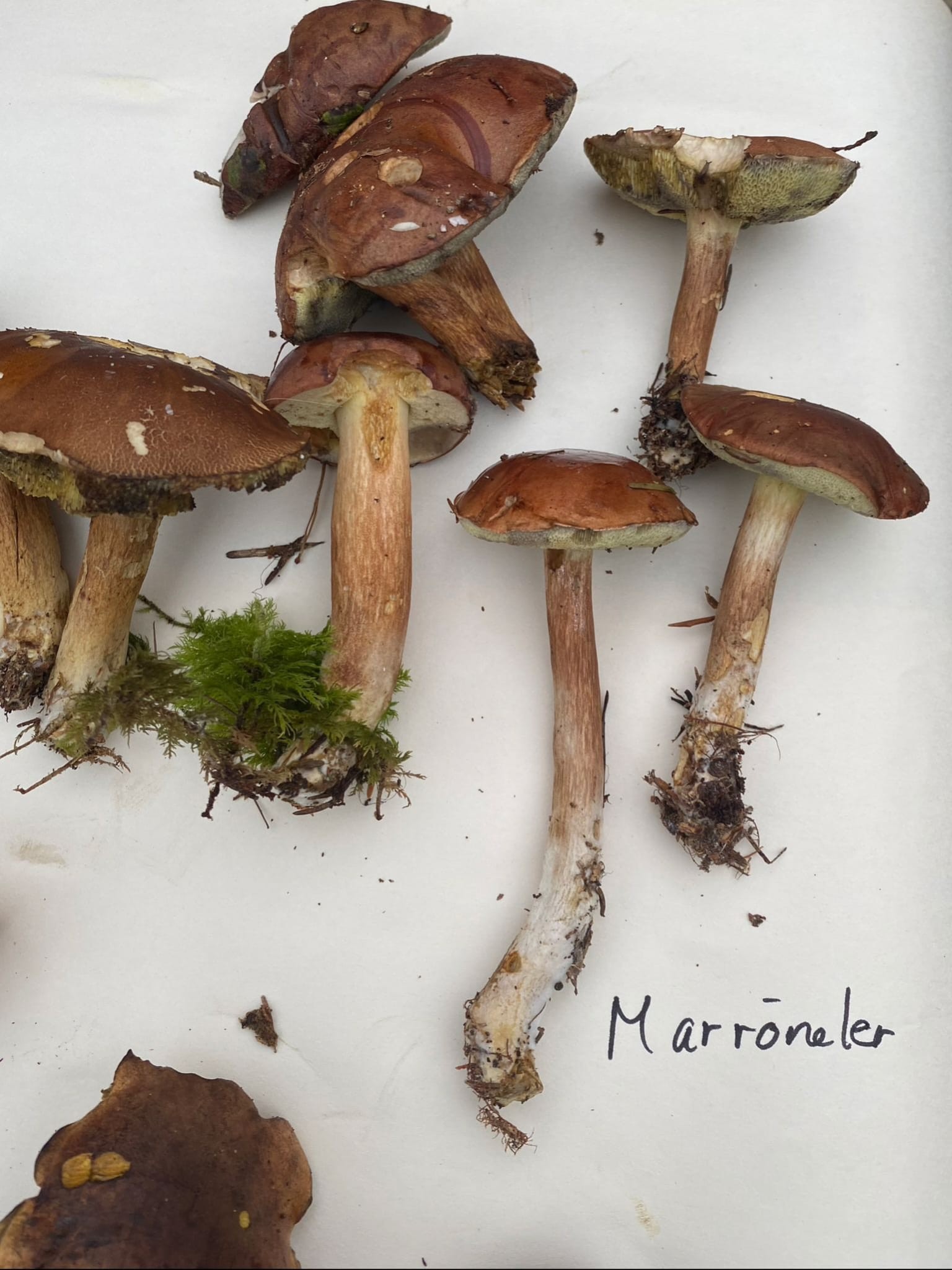 Auf 5 Exkursionen die Pilze kennenlernen: Pilzkurs für Einsteiger*Innen und etwas geübte Interessierte 26S-715